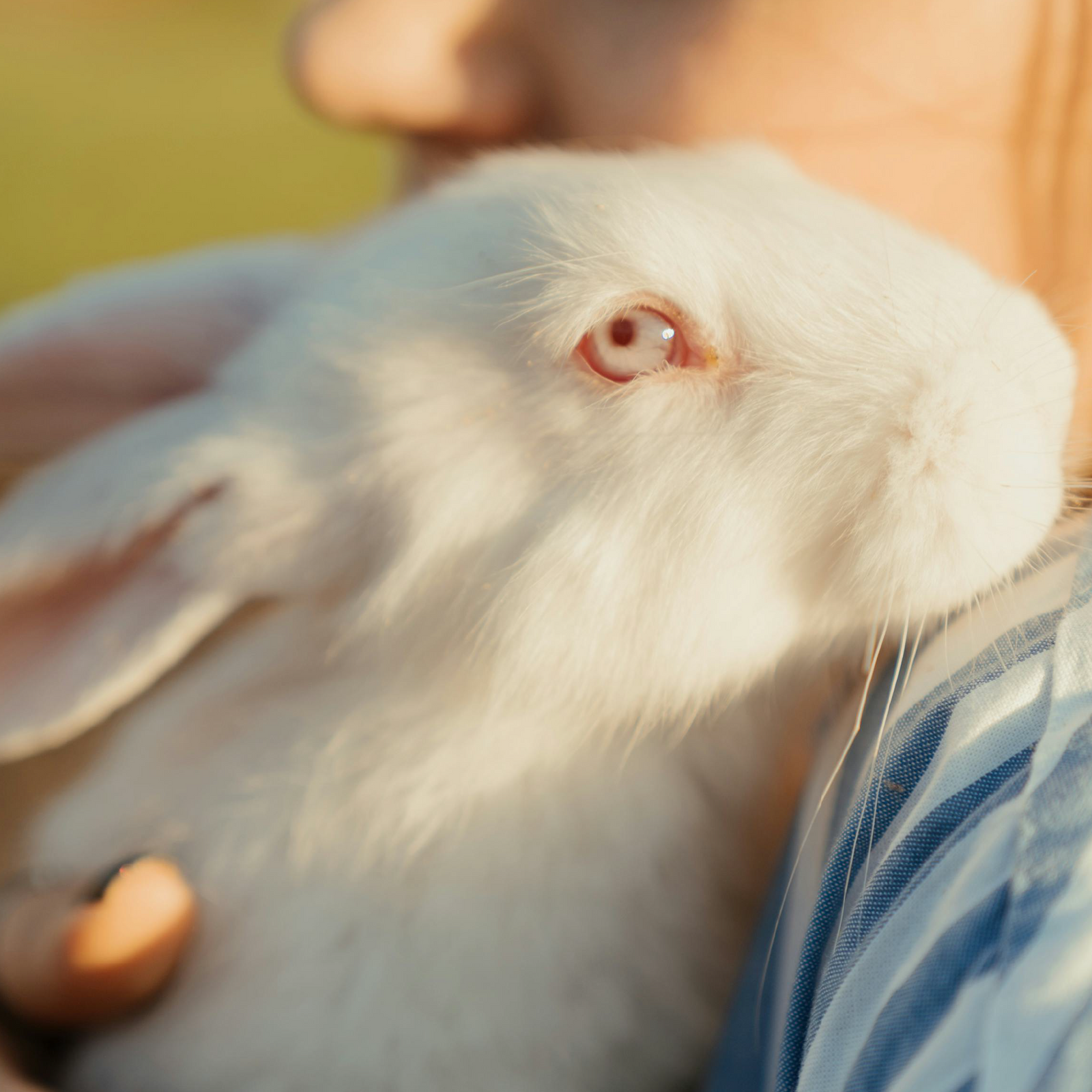 Vegano y cruelty free