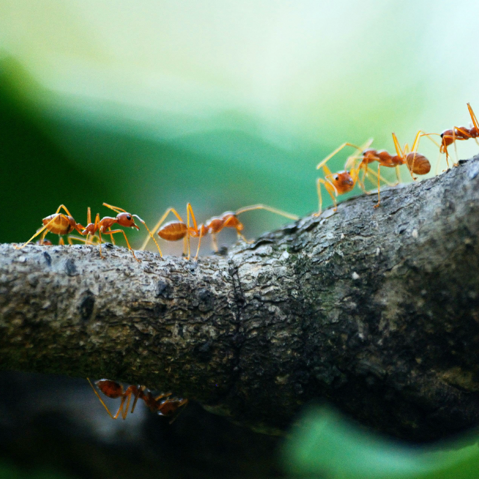 Tip de Insecticida casero