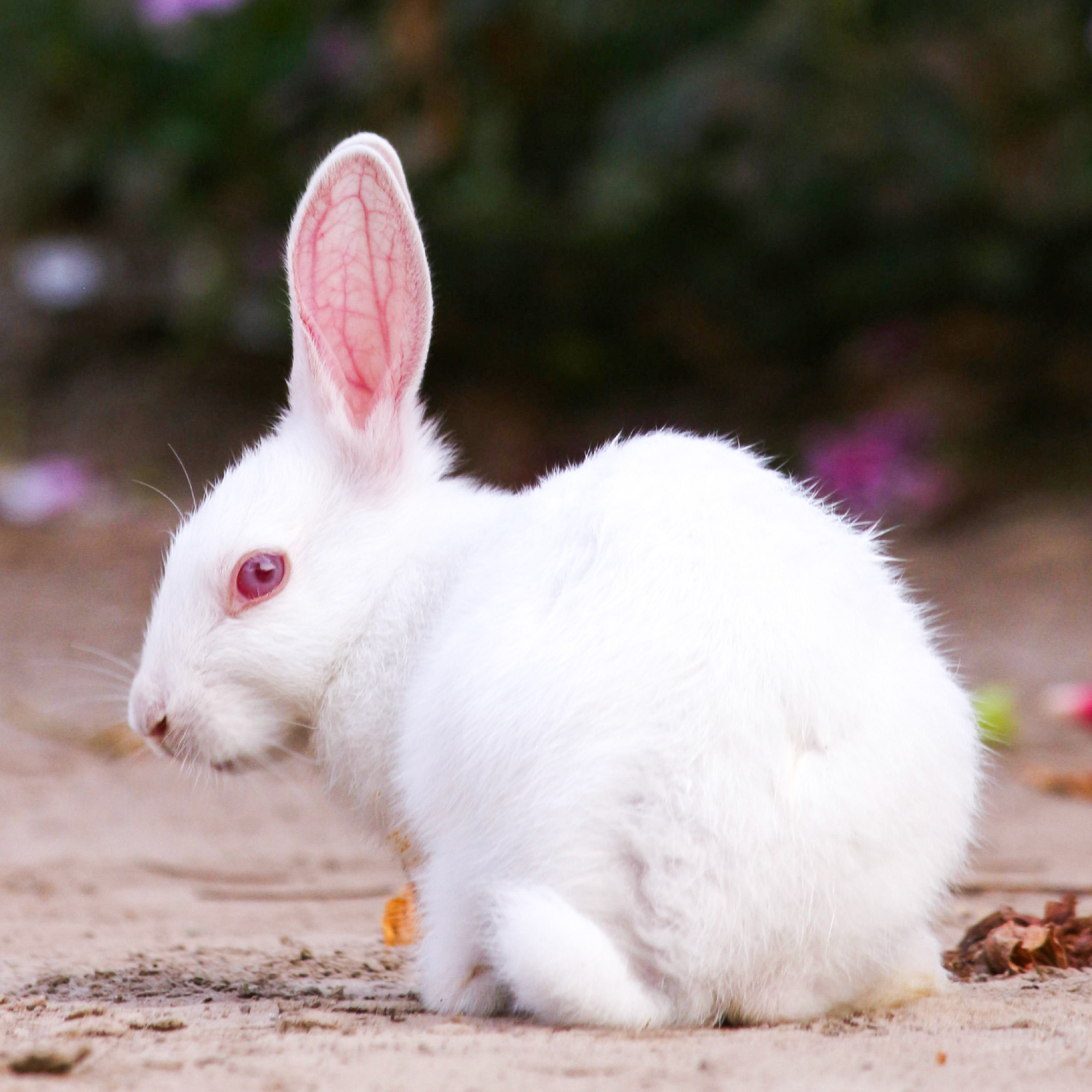 Cruelty free