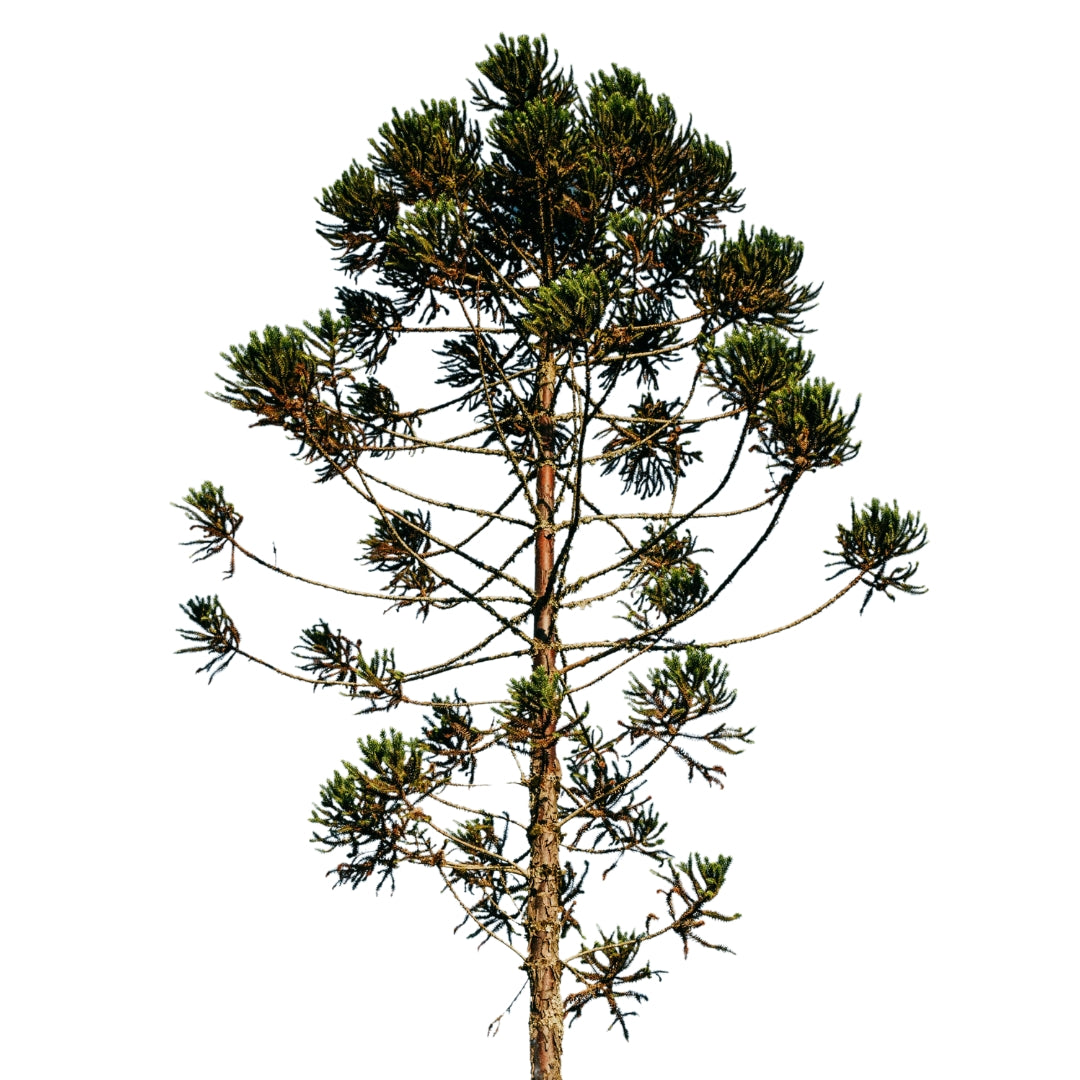 Araucarias